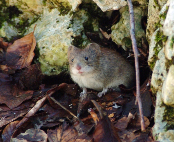 Piccolo roditore. Arvicola rossastra